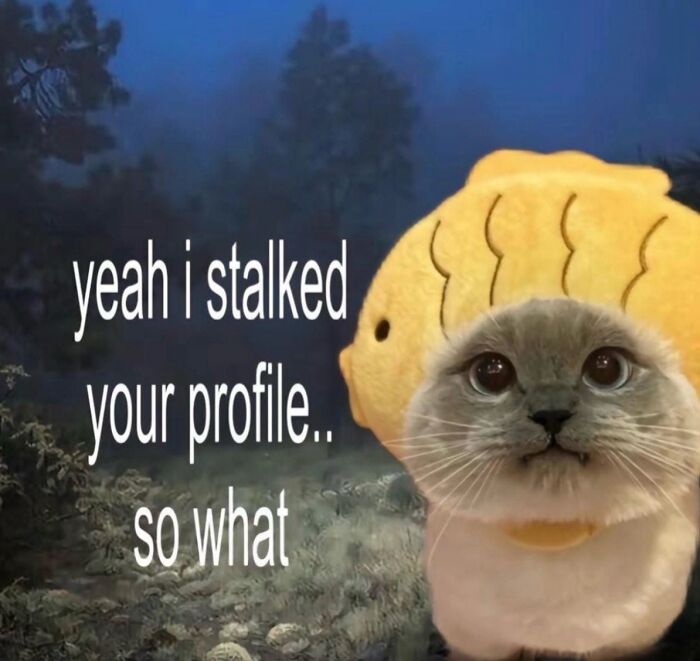 These Cat Memes Will Totally Crack You Up (No Cap)