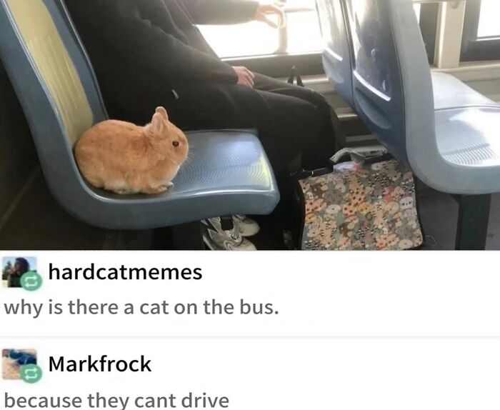 These Cat Memes Will Totally Crack You Up (No Cap)