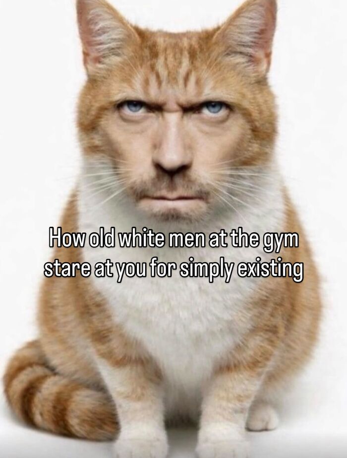 These Cat Memes Will Totally Crack You Up (No Cap)