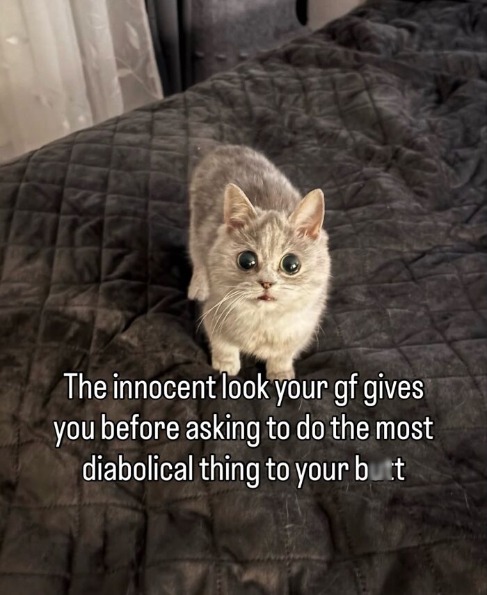 These Cat Memes Will Totally Crack You Up (No Cap)