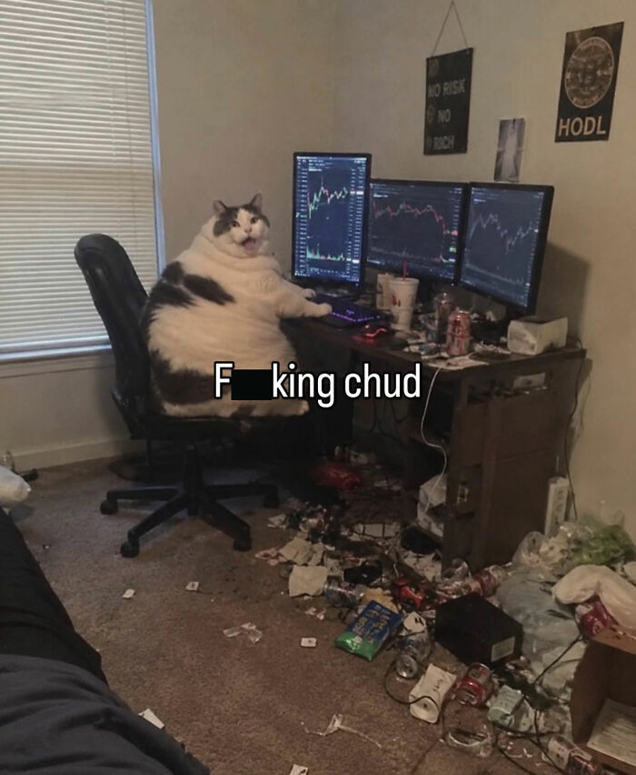 These Cat Memes Will Totally Crack You Up (No Cap)
