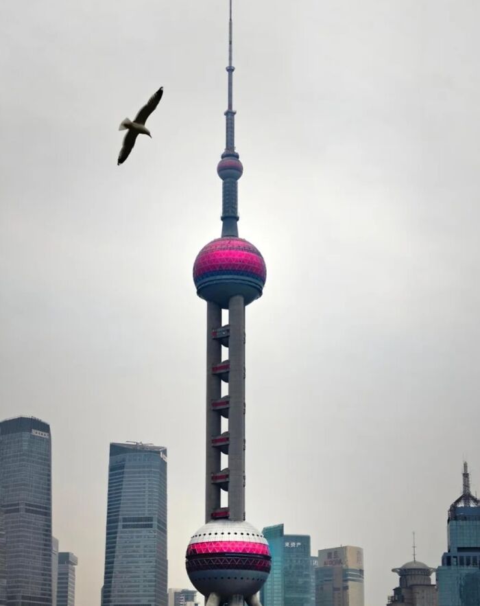 A Seagull’s Street Patrol