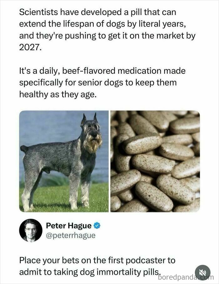 Dog Pills? More Like Cursed Pills!