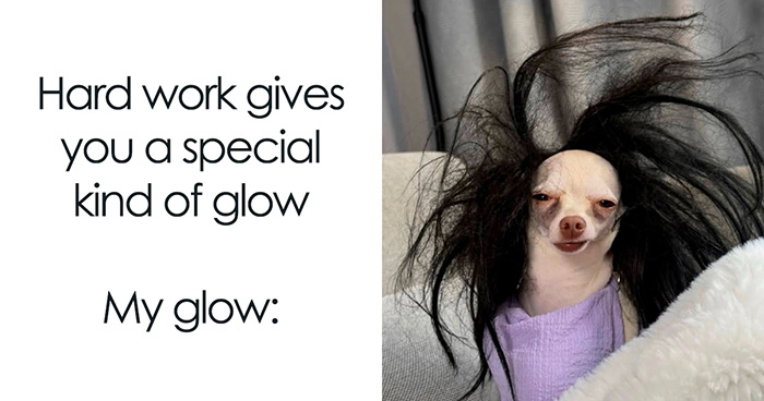 54 Dog Memes That Are Basically Comedy Gold