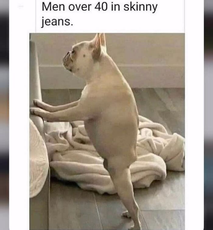 54 Dog Memes That Are Basically Comedy Gold