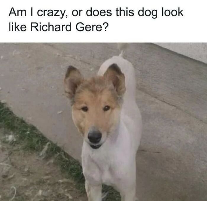 54 Dog Memes That Are Basically Comedy Gold