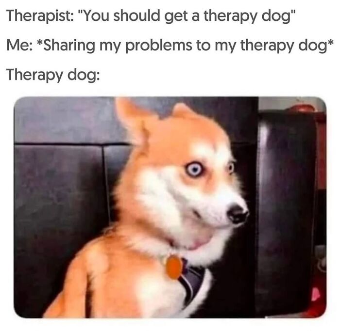 54 Dog Memes That Are Basically Comedy Gold