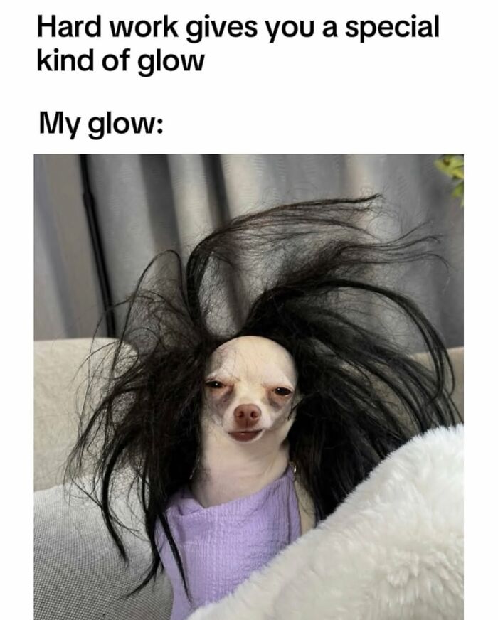 54 Dog Memes That Are Basically Comedy Gold