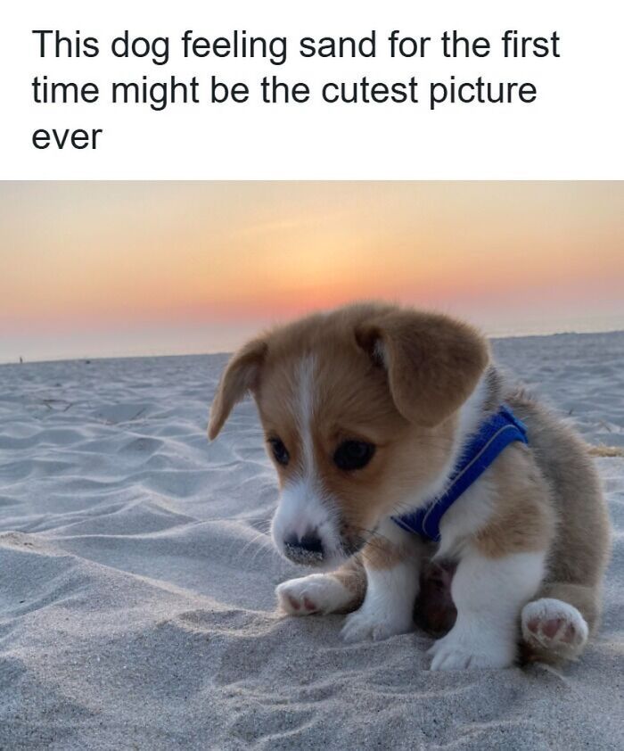54 Dog Memes That Are Basically Comedy Gold