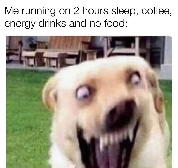 54 Dog Memes That Are Basically Comedy Gold