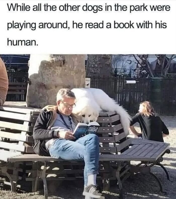 54 Dog Memes That Are Basically Comedy Gold