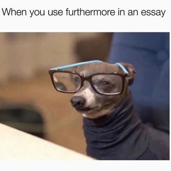 54 Dog Memes That Are Basically Comedy Gold