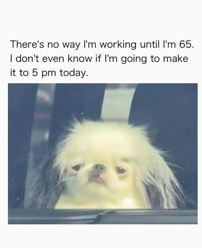 54 Dog Memes That Are Basically Comedy Gold