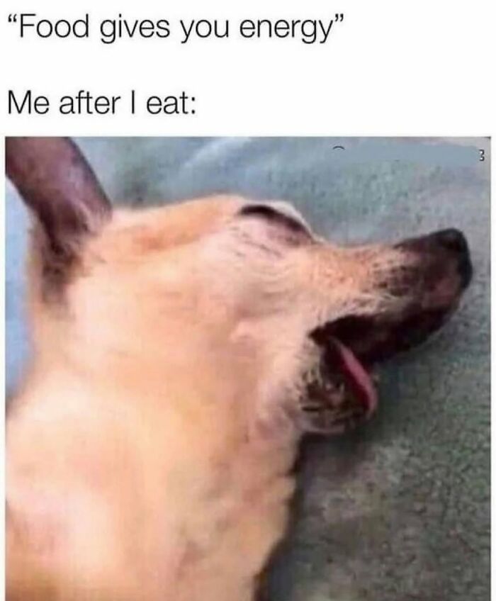 54 Dog Memes That Are Basically Comedy Gold