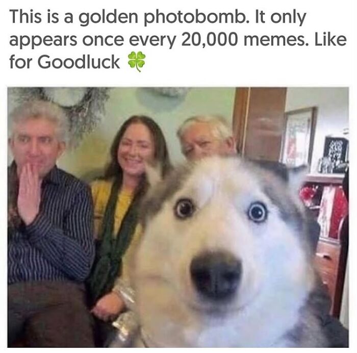 54 Dog Memes That Are Basically Comedy Gold