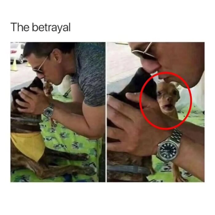 54 Dog Memes That Are Basically Comedy Gold