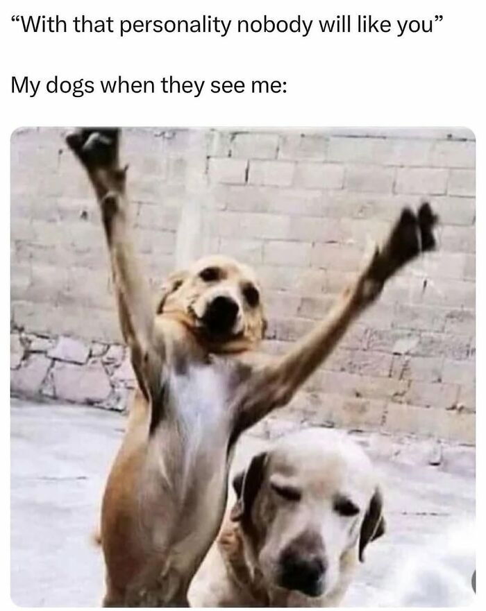 54 Dog Memes That Are Basically Comedy Gold
