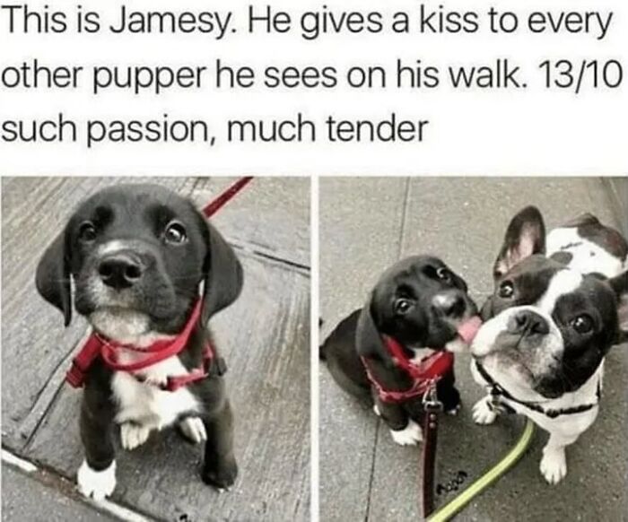 54 Dog Memes That Are Basically Comedy Gold