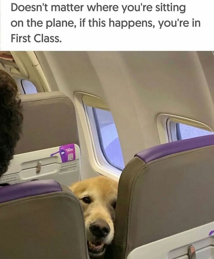 54 Dog Memes That Are Basically Comedy Gold