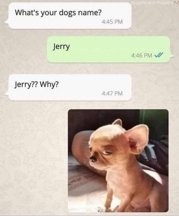 54 Dog Memes That Are Basically Comedy Gold