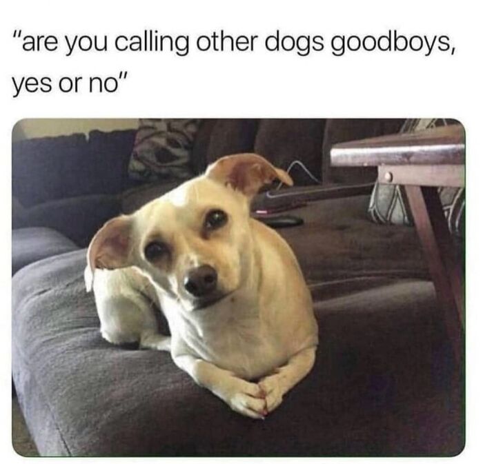 54 Dog Memes That Are Basically Comedy Gold