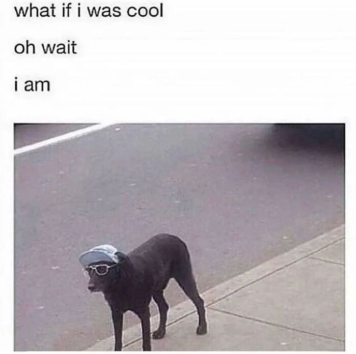 54 Dog Memes That Are Basically Comedy Gold
