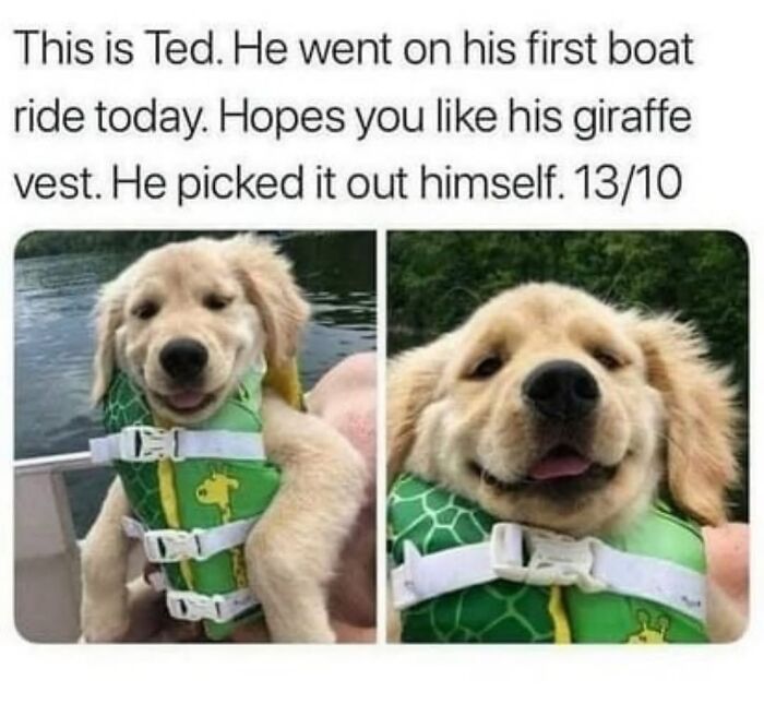 54 Dog Memes That Are Basically Comedy Gold