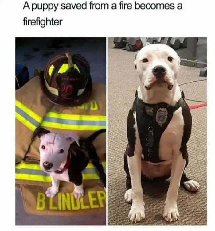 54 Dog Memes That Are Basically Comedy Gold