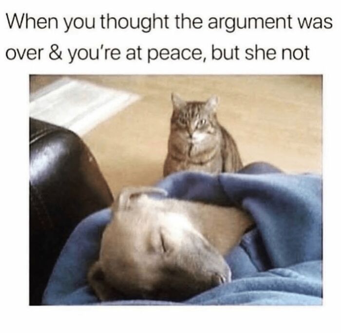 54 Dog Memes That Are Basically Comedy Gold