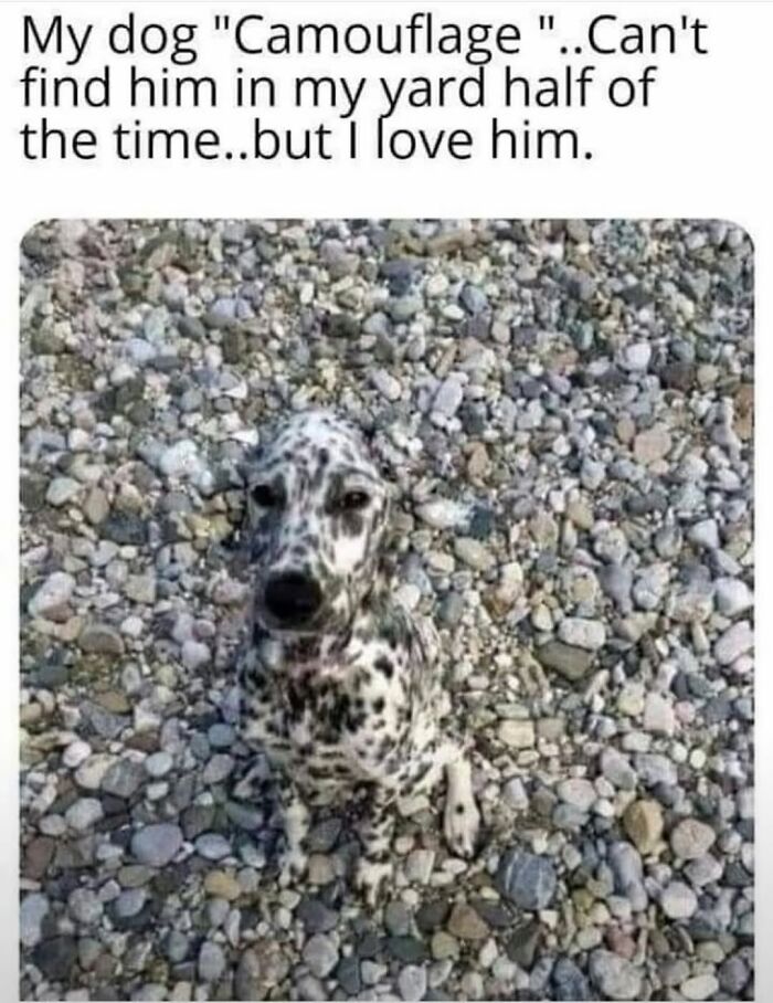 54 Dog Memes That Are Basically Comedy Gold