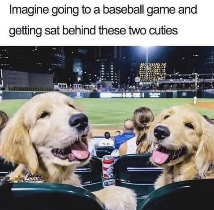 54 Dog Memes That Are Basically Comedy Gold