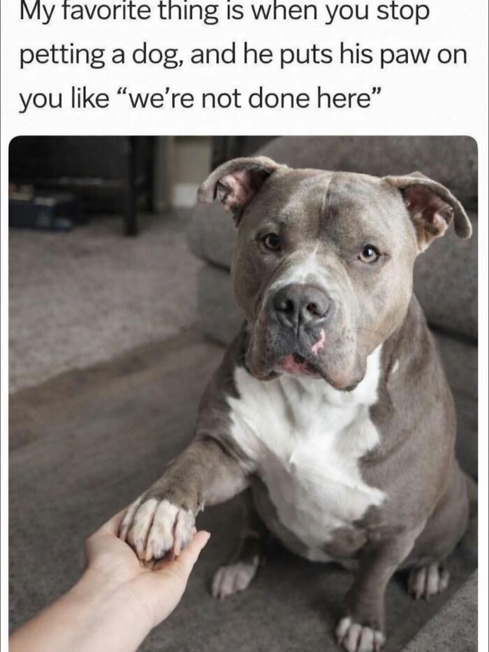 54 Dog Memes That Are Basically Comedy Gold