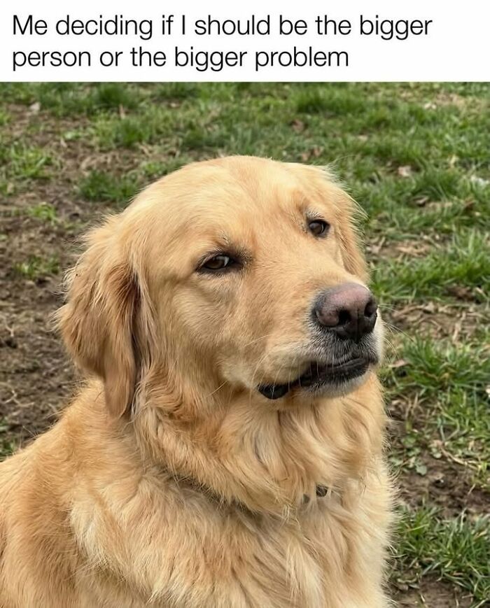 54 Dog Memes That Are Basically Comedy Gold