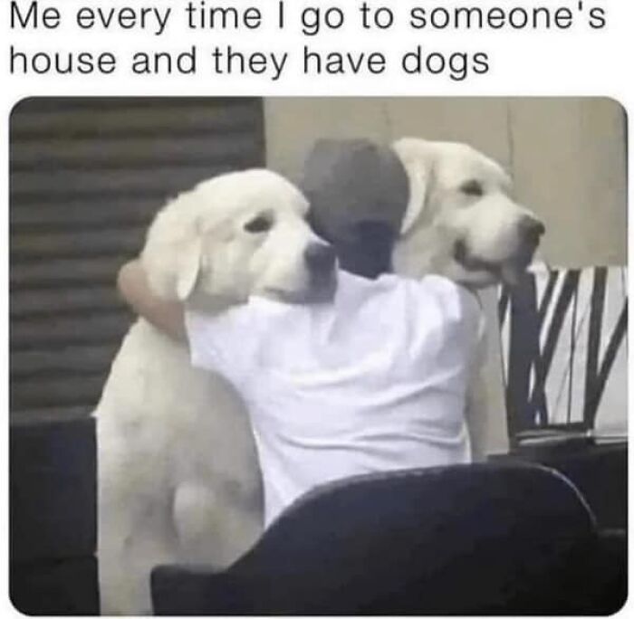 54 Dog Memes That Are Basically Comedy Gold