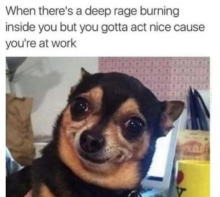 54 Dog Memes That Are Basically Comedy Gold
