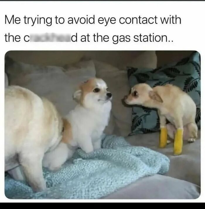 54 Dog Memes That Are Basically Comedy Gold