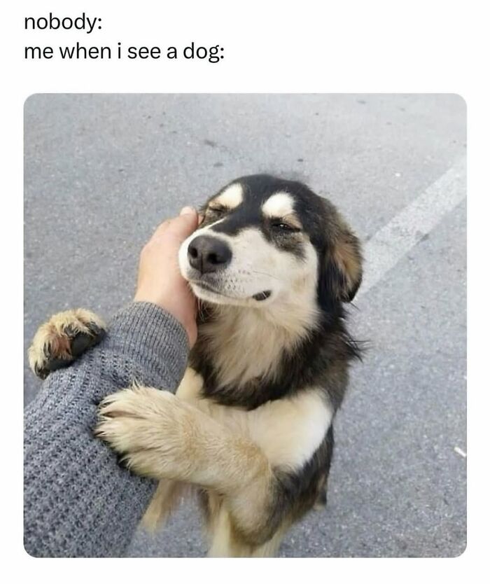54 Dog Memes That Are Basically Comedy Gold