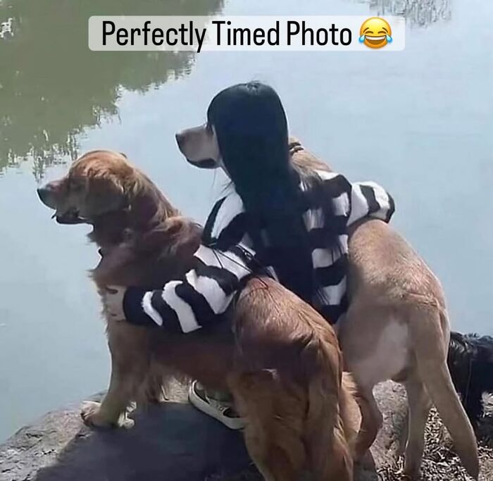 54 Dog Memes That Are Basically Comedy Gold