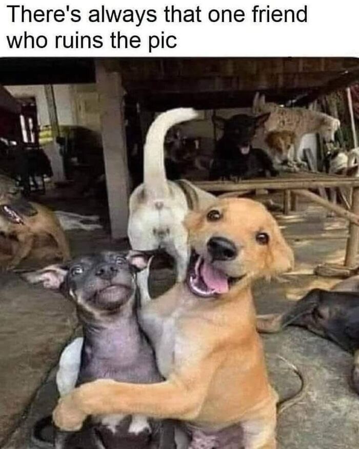 54 Dog Memes That Are Basically Comedy Gold