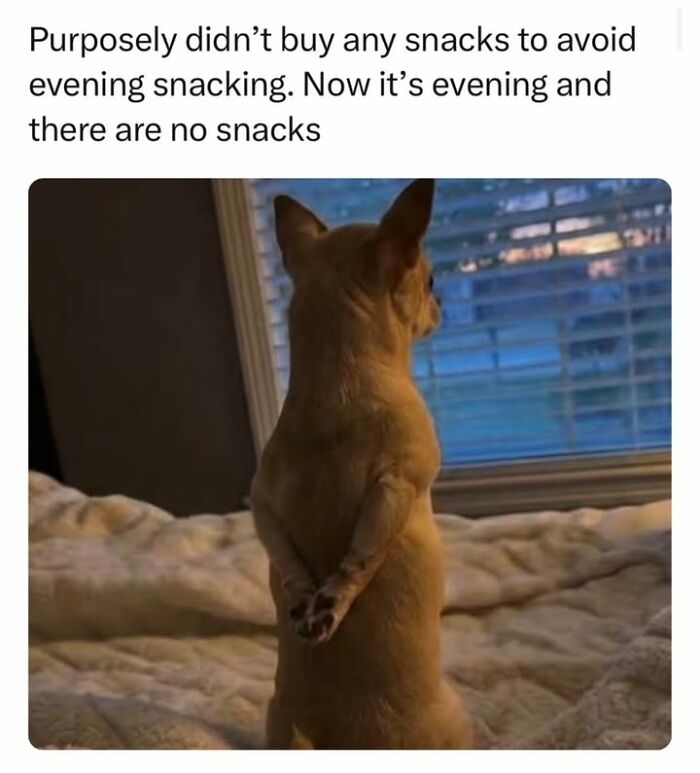 54 Dog Memes That Are Basically Comedy Gold