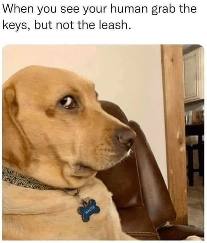54 Dog Memes That Are Basically Comedy Gold