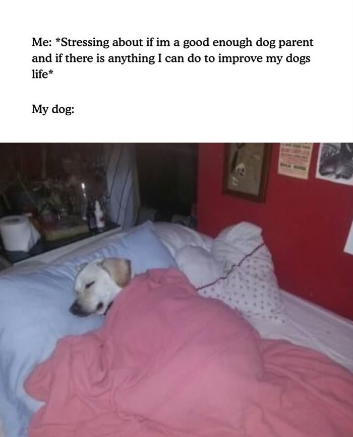 54 Dog Memes That Are Basically Comedy Gold