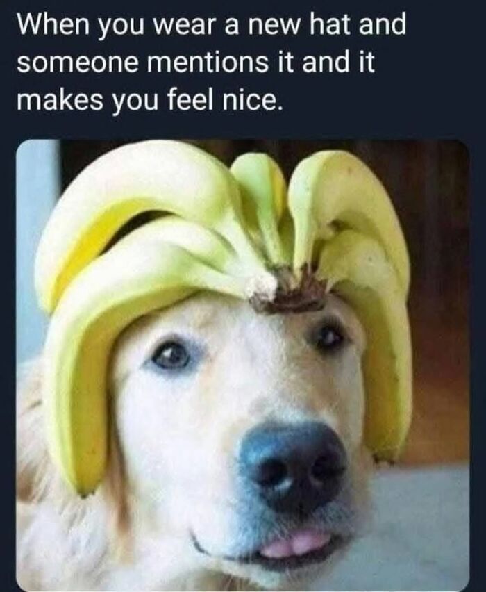 54 Dog Memes That Are Basically Comedy Gold