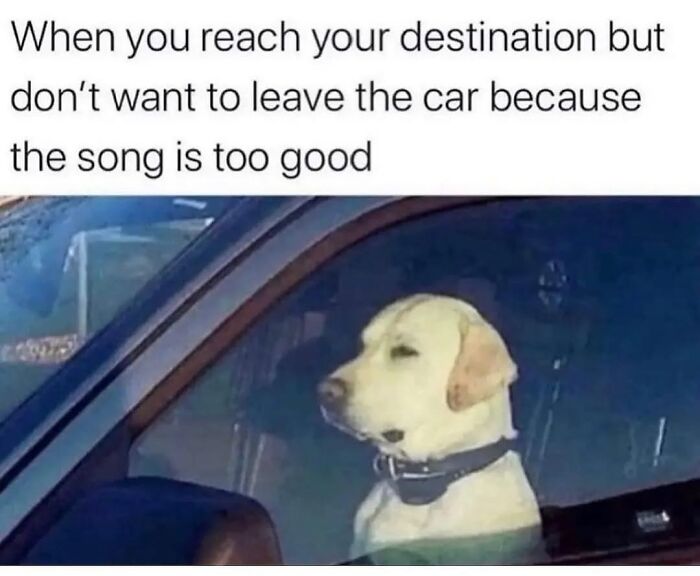 54 Dog Memes That Are Basically Comedy Gold