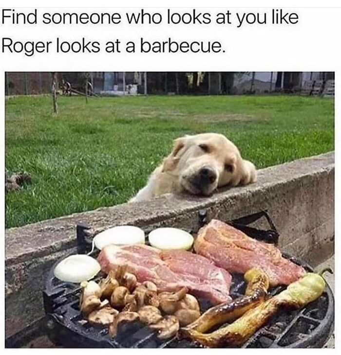 54 Dog Memes That Are Basically Comedy Gold