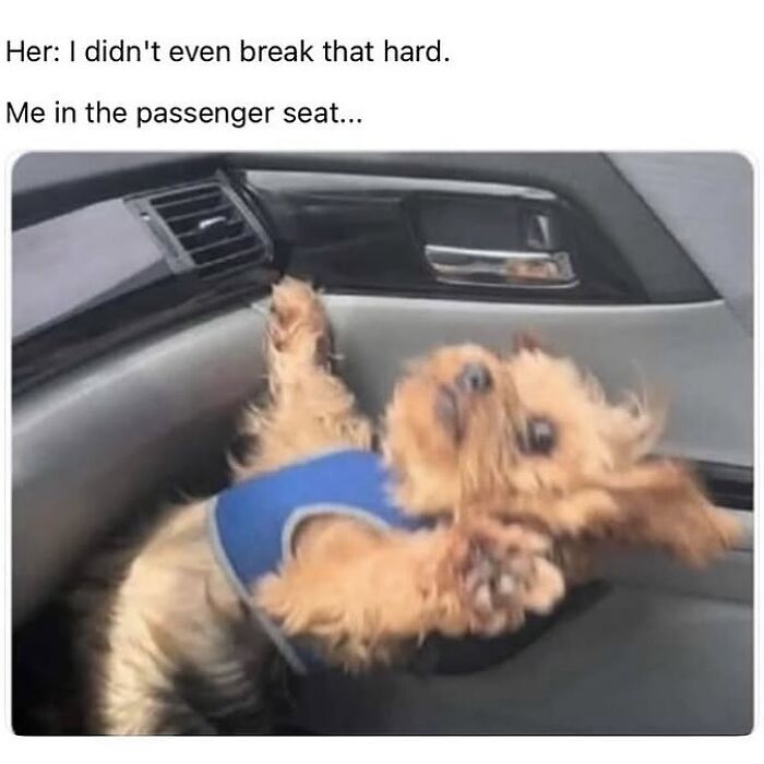 54 Dog Memes That Are Basically Comedy Gold