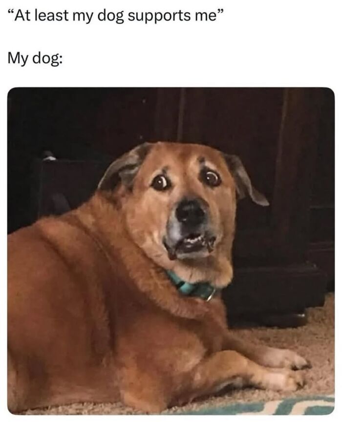 54 Dog Memes That Are Basically Comedy Gold