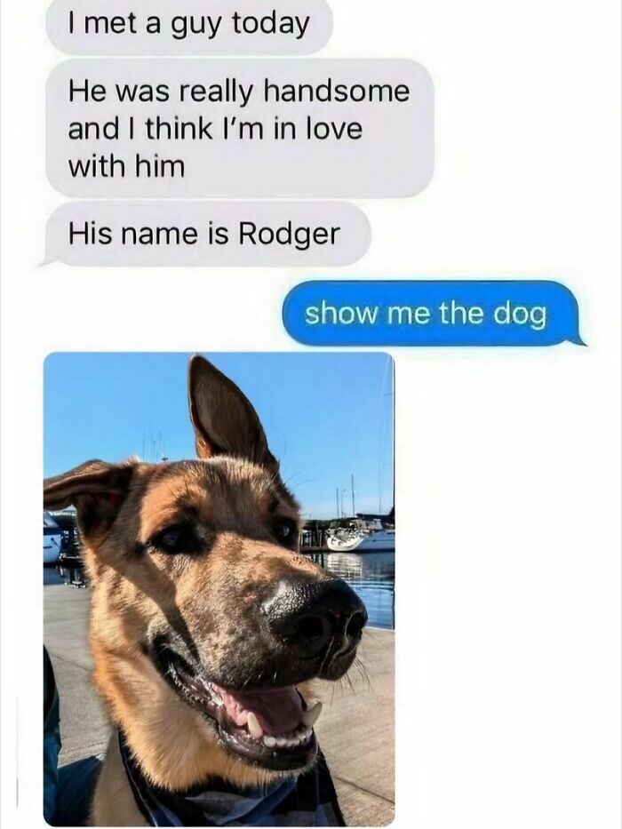 54 Dog Memes That Are Basically Comedy Gold
