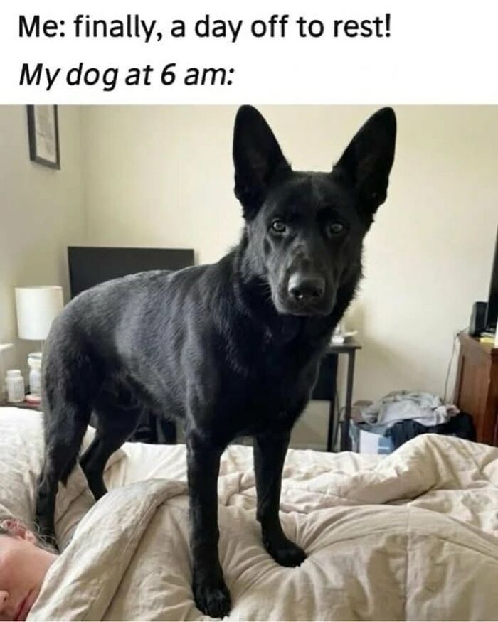 54 Dog Memes That Are Basically Comedy Gold