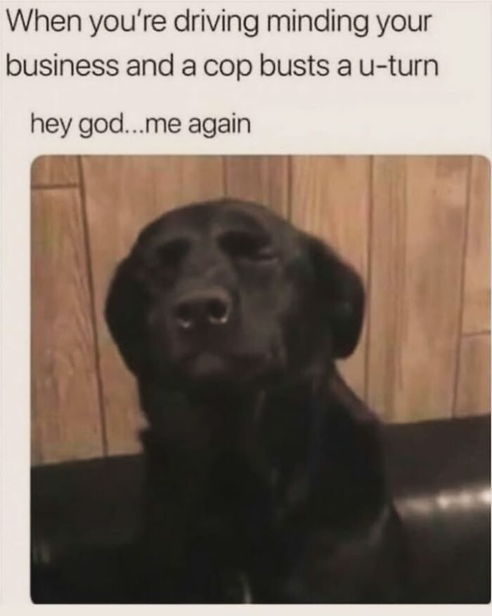 54 Dog Memes That Are Basically Comedy Gold